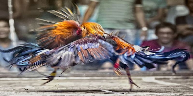 đá gà trực tiếp